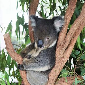 Male Koala (Phascolarctos cinereus)