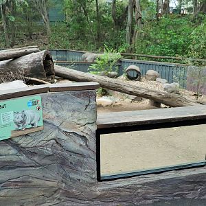 Common Wombat Enclosure