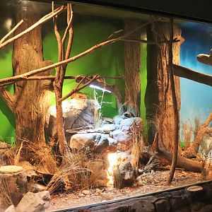 Shingleback/ Bearded Dragon Enclosure
