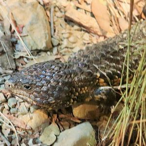 Shingleback Lizard (Tiliqua rugosa)