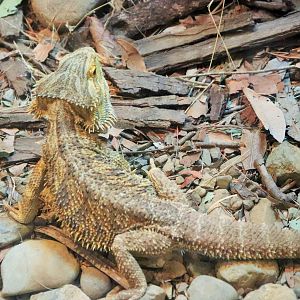 Central Bearded Dragon (Pogona vitticeps)