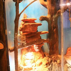 Centralian Python Enclosure