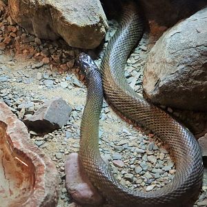 Inland Taipan (Oxyuranus microlepidotus)
