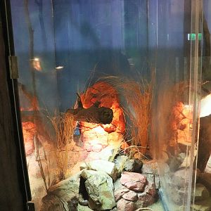 Collett's Snake Enclosure