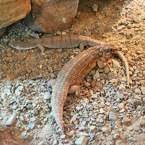 Pygmy Mulga Monitor (Varanus gilleni) and Hosmer's Skink (Egernia hosmeri)