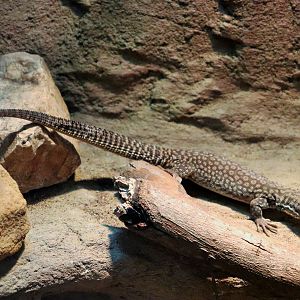 Spiny-tailed Monitor (Varanus acanthurus)