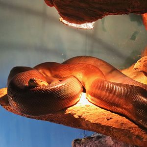 Olive Python (Liasis olivaceus)