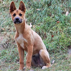 Dingo Pup (Canis dingo)