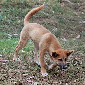 Dingo Pup (Canis dingo)