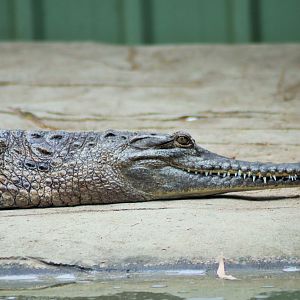 Freshwater Crocodile (Crocodylus johnsoni)