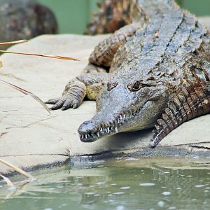 Freshwater Crocodile (Crocodylus johnsoni)