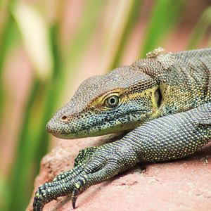 Mertens' Water Monitor (Varanus mertensi)