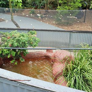Merten's Water Monitor Enclosure