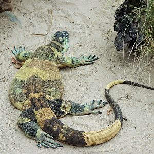 Lace Monitor (Varanus varius)