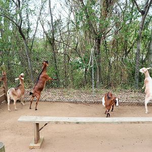 Australian Miniature Goats
