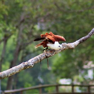 Brahminy Kite (Haliastur indus)