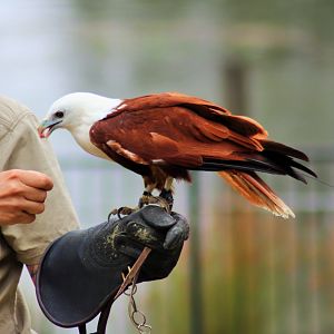 Brahminy Kite (Haliastur indus)
