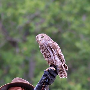 Barking Owl (Ninox connivens)