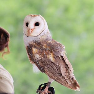 Barn Owl (Tyto delicatula)