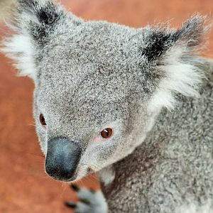 Koala (Phascolarctos cinereus)
