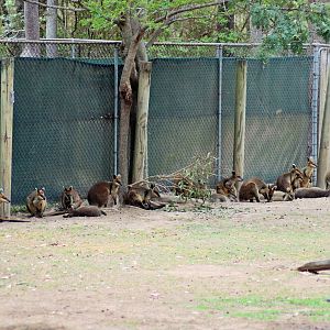Swamp Wallabies (Wallabia bicolor)