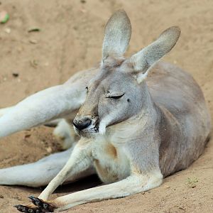 Red Kangaroo (Macropus rufus)