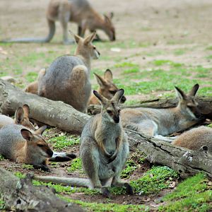 Red-necked Wallabies (Macropus rufogriseus banksianus)