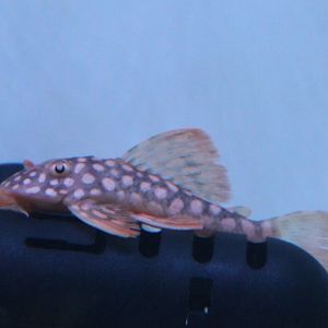 Scobinancistrus aureatus