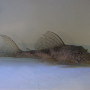 Hypostomus faveolus