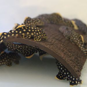 Baryancistrus xanthellus