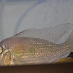Threadfin acara - Acarichthys heckelii