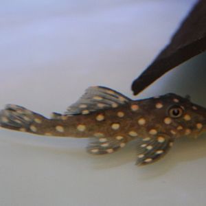 Baryancistrus sp. "Ida"