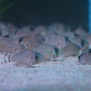 Corydoras oiapoquensis