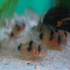 Corydoras weitzmanni
