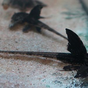 Loricaria "Rio Atabapo"