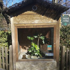 Japanese Tree Frog Exhibit