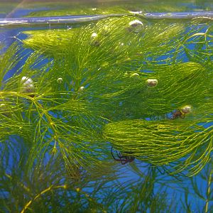 Water Spider Exhibit