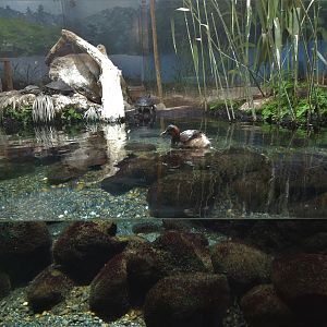 Little Grebe Exhibit