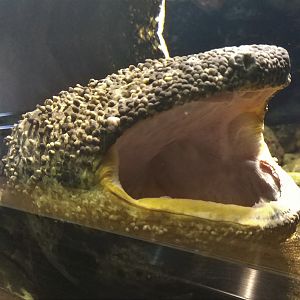 Japanese Giant Salamander