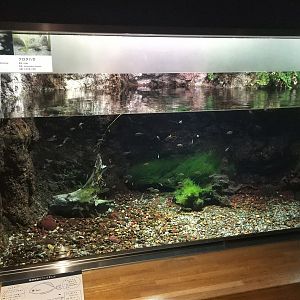 Tokyo Butterfly Bitterling and Amur Goby Tank