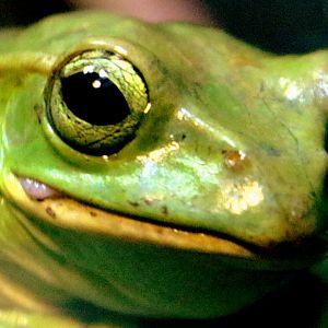 Fea's tree frog; London Zoo; 29th November 2019