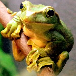 Fea's tree frog; London Zoo; 29th November 2019