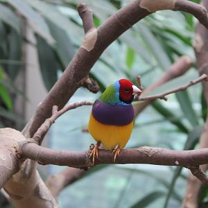 Gouldian finch