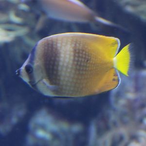 Klein's butterflyfish - Chaetodon kleini