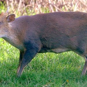 Reeves' muntjac; London Zoo; 29th November 2019