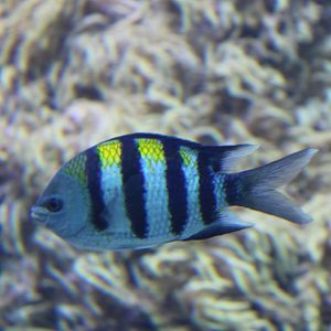 Sergeant major - Abudefduf saxatilis