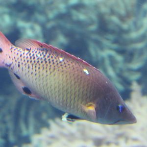 Diana's hogfish - Bodianus diana