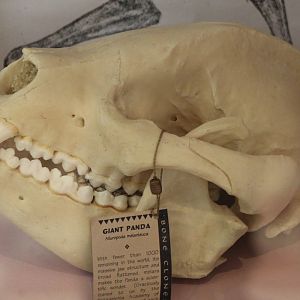 Skull Giant panda