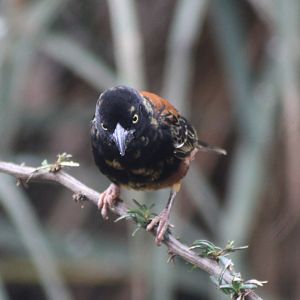 Vieillot's black weaver