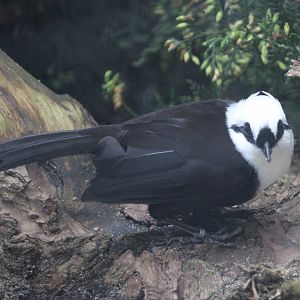 Sumatran laughing-thrush